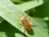 アカヒメヘリカメムシ
