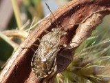 ブチヒゲヘリカメムシ