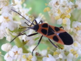 ヒメジュウジナガカメムシ