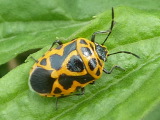 ヒメナガメ
