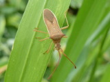 ホソハリカメムシ