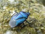 ルリクチブトカメムシ