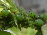 ソラマメヒゲナガアブラムシ