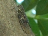 ツクツクボウシ
