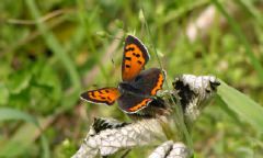 Lycaena phlaeas daimio