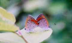 Copulation of Lycaena phlaeas daimio