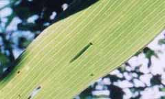 A larva of Lethe diana