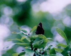 A territorial male Lethe diana