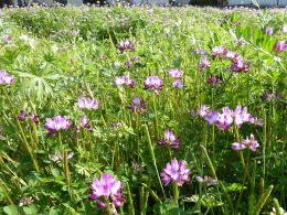 蓮華