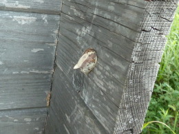 カマキリの卵