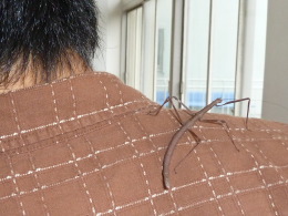 七節