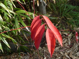 紅葉