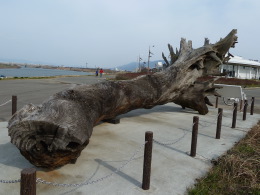 大楠