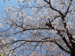 桜