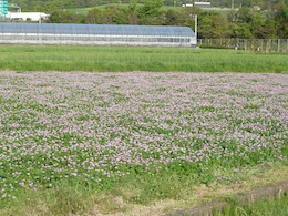 蓮華畑