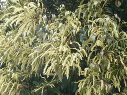 椎の花