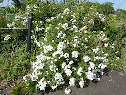 野茨