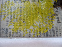 粘菌