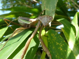 カマキリ