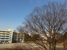 校庭