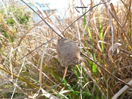 蟷螂の卵