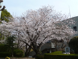 桜