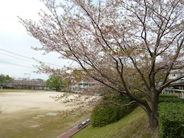 葉桜