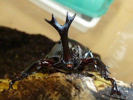カブトムシ