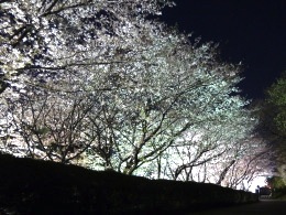 夜桜