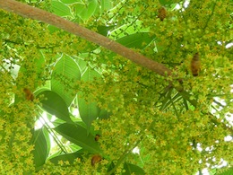 櫨の花