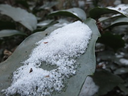雪