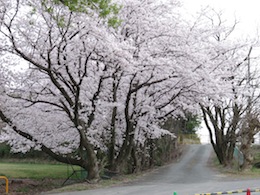 桜