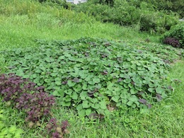 芋畑