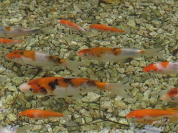 金魚
