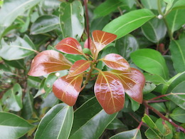 新芽