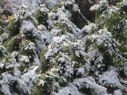 雪