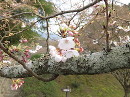 桜
