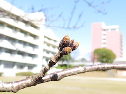 桜の芽