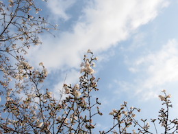 桜
