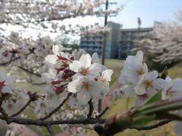 桜
