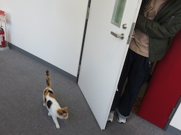 三毛猫