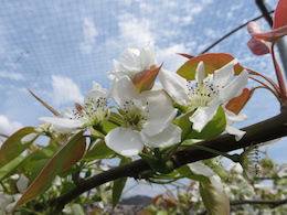 梨の花