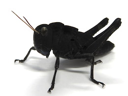 黒バッタ