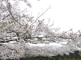 桜