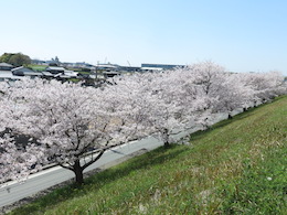 桜