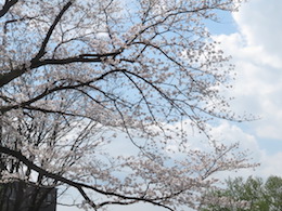桜