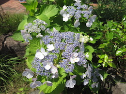 紫陽花