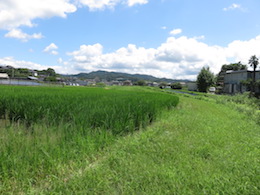 田圃