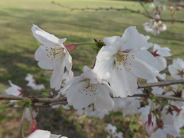 桜