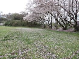 桜